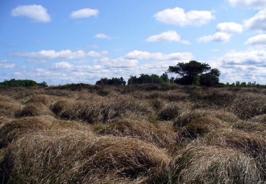 Hiddensee 2008 111