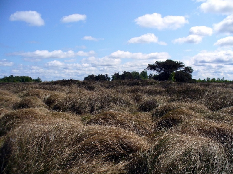 Hiddensee_2008_111.jpg